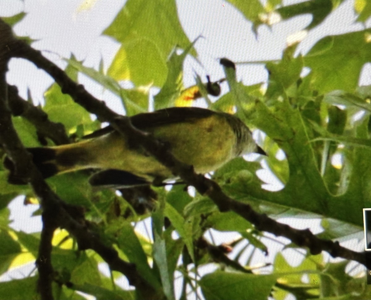 American Redstart - ML636767136