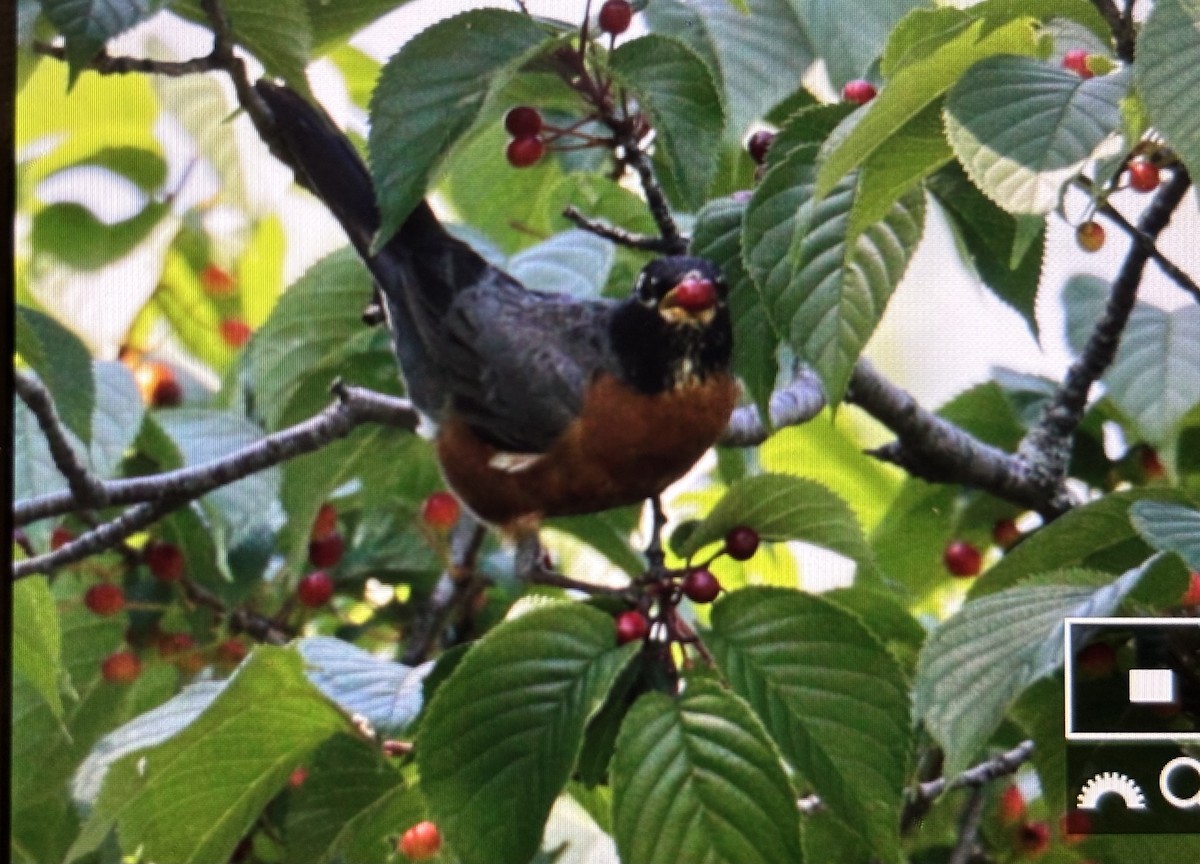 American Robin - ML636767185