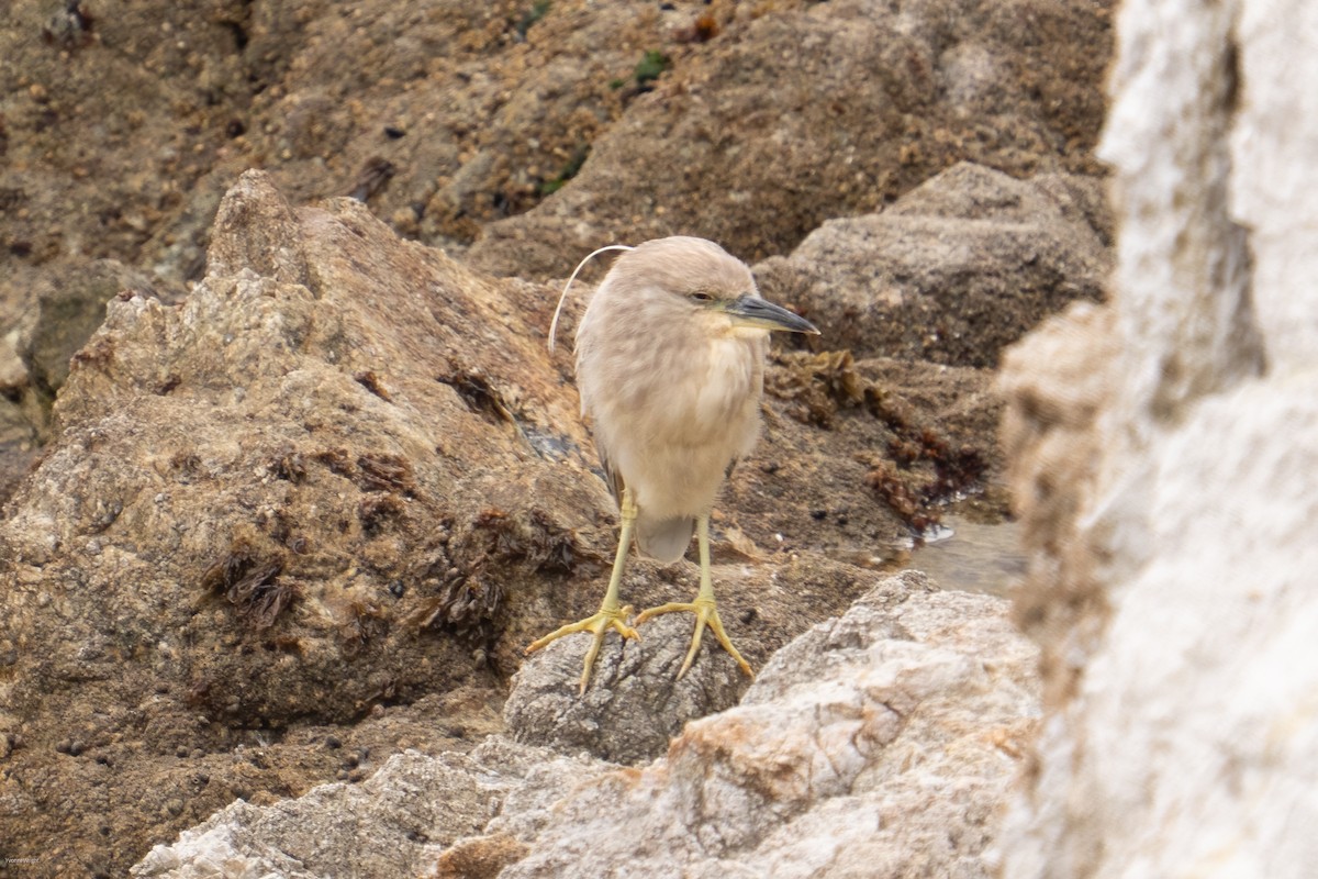 Black-crowned Night Heron - ML636767239
