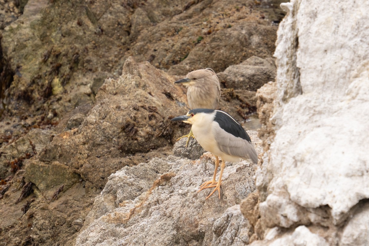 Black-crowned Night Heron - ML636767250
