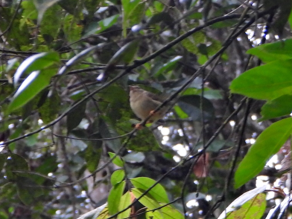 Three-striped Warbler - ML636767286