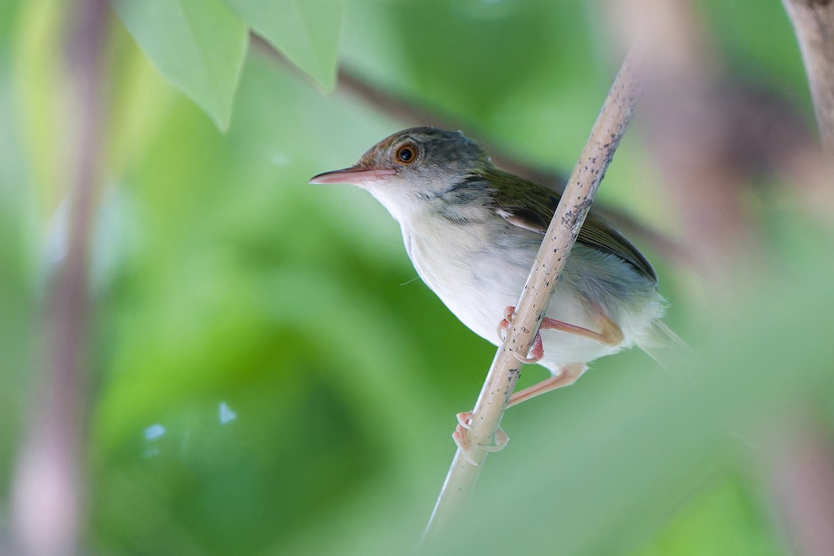 Common Tailorbird - ML636767388