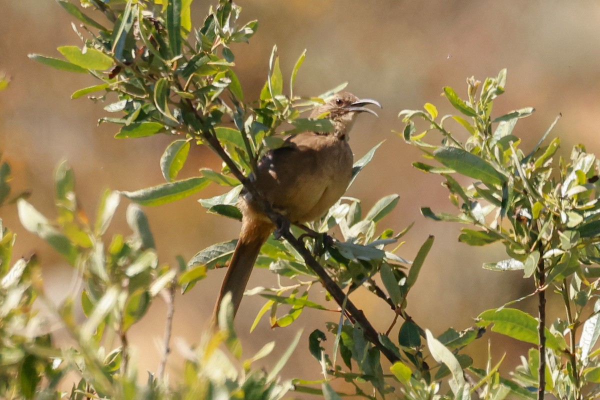 California Thrasher - ML636767427