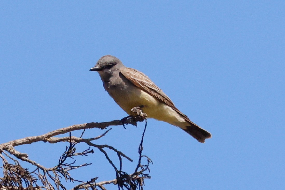 Cassin's Kingbird - ML636767441