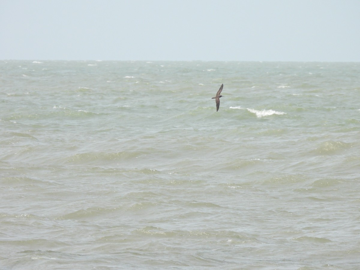 Lesser Noddy - ML636767444