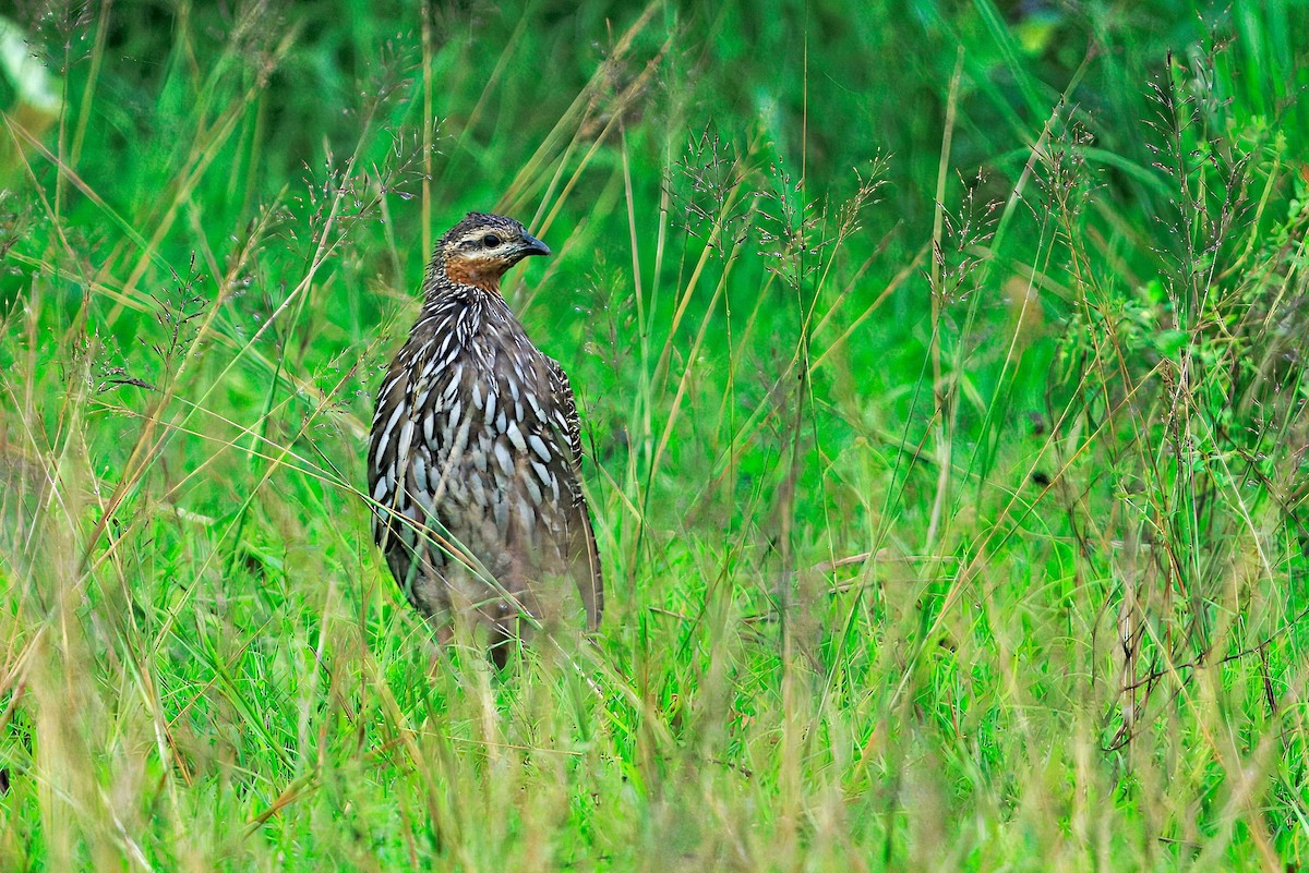 Swamp Francolin - ML636767447