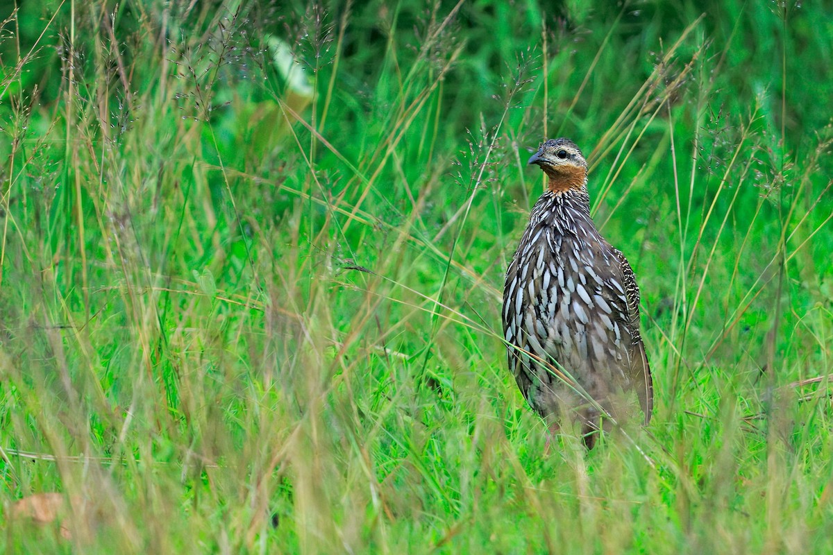 Swamp Francolin - ML636767448