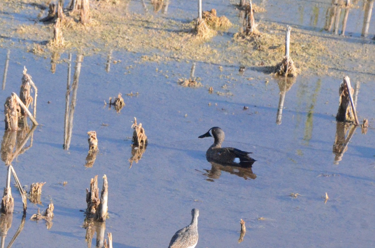 Blue-winged Teal - ML636767456
