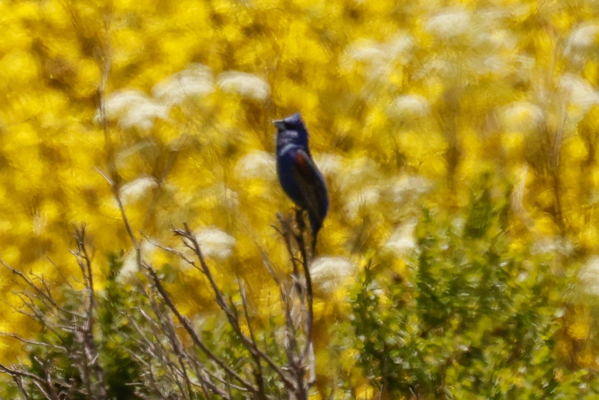 Blue Grosbeak - ML636767458