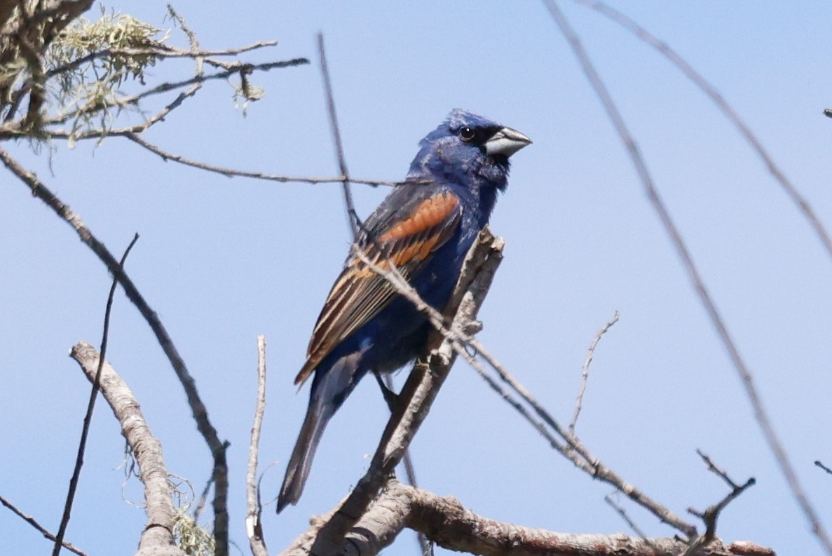Blue Grosbeak - ML636767461