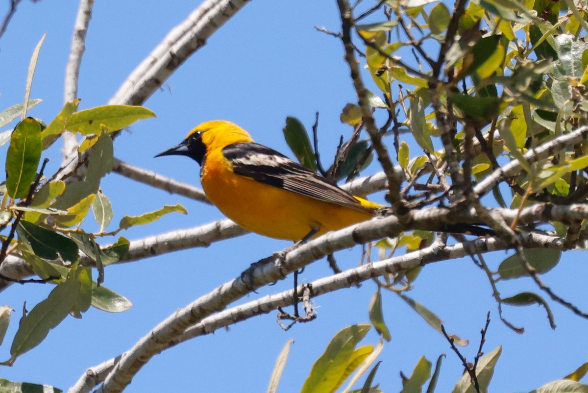 Hooded Oriole - ML636767467