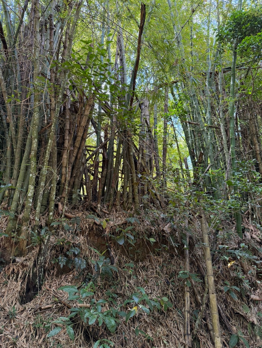 null - ML636767501