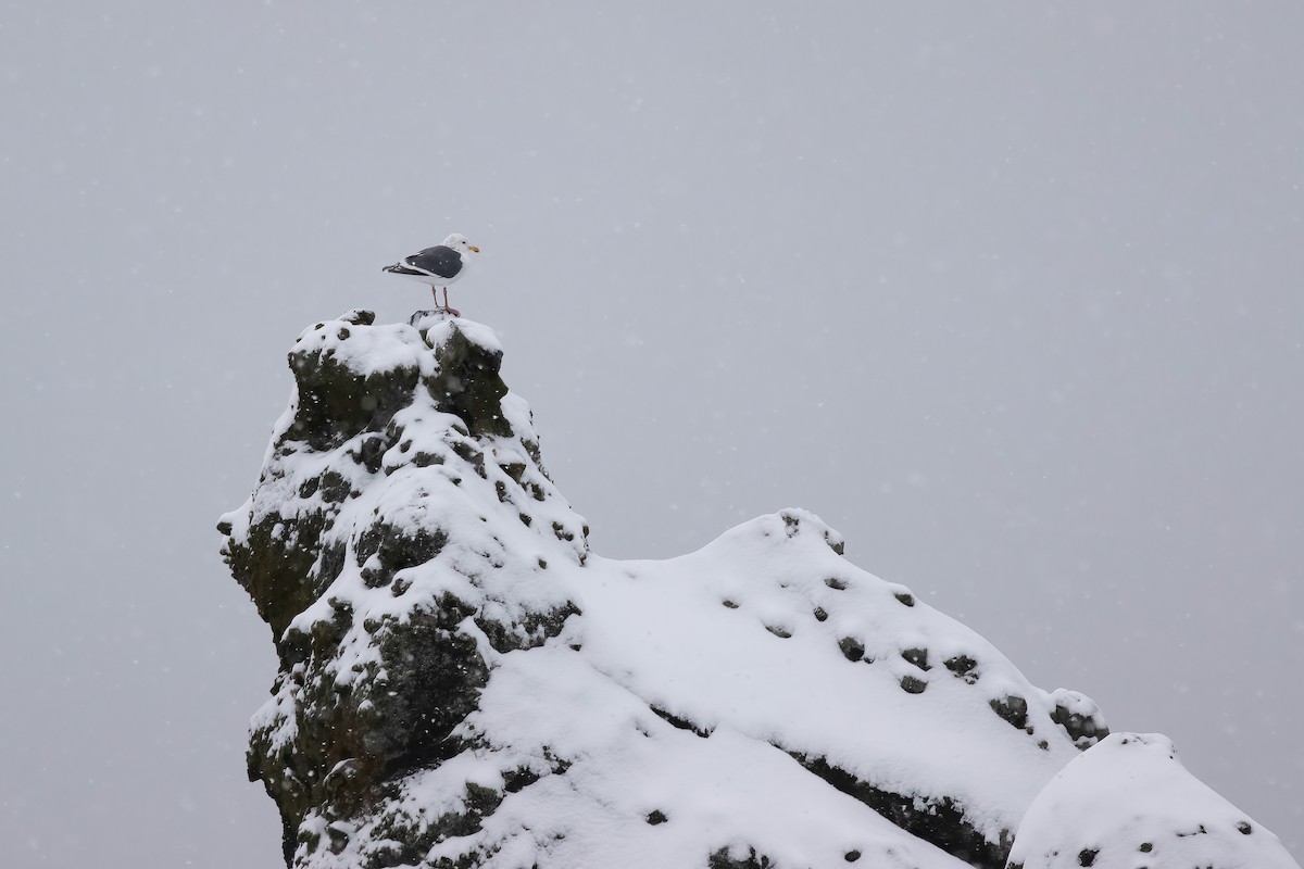 Slaty-backed Gull - ML636767535