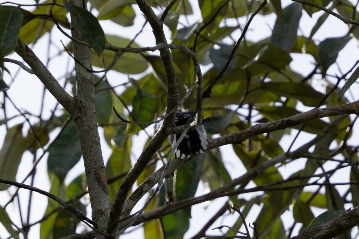 Spot-backed Antwren - ML636767539