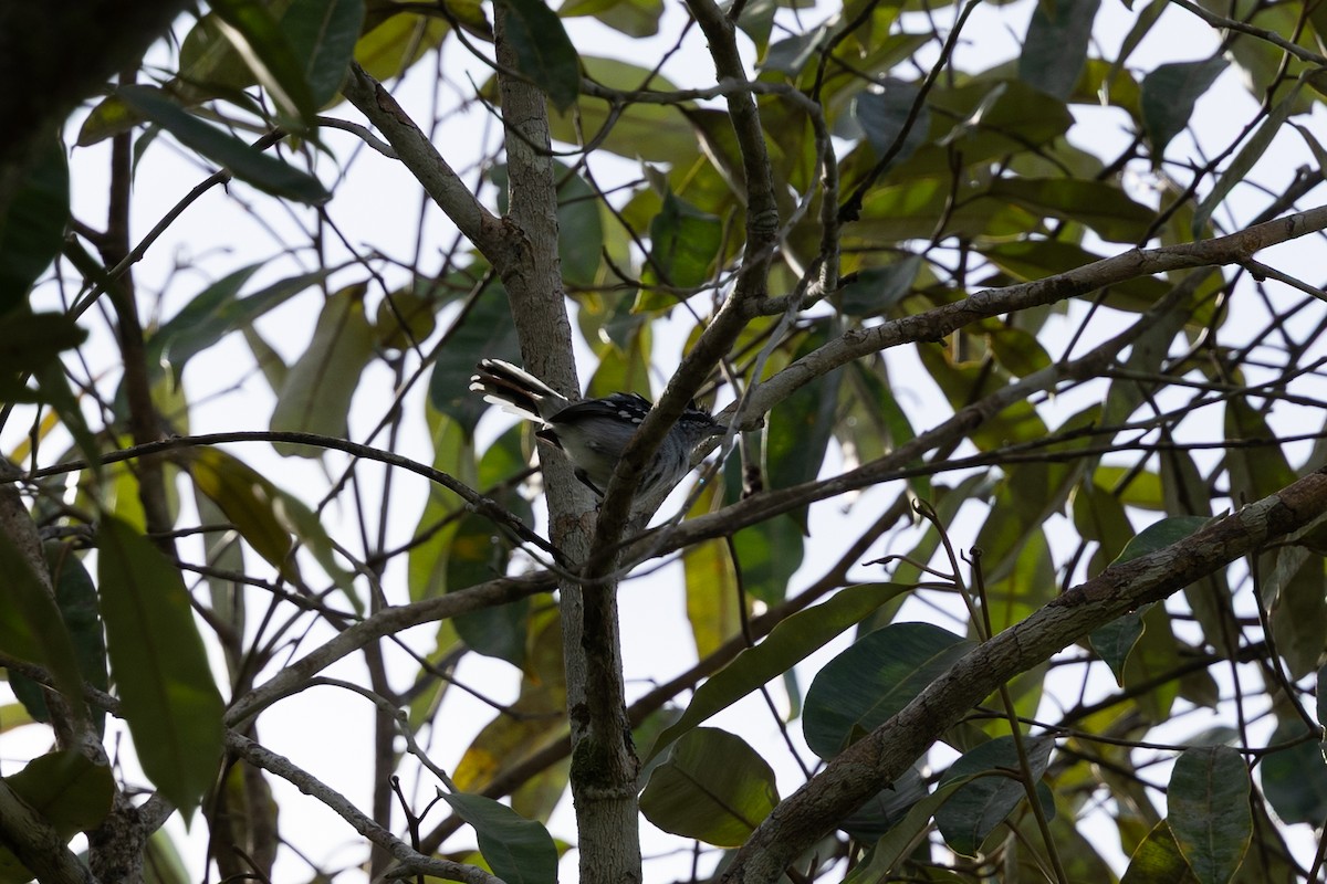 Spot-backed Antwren - ML636767540