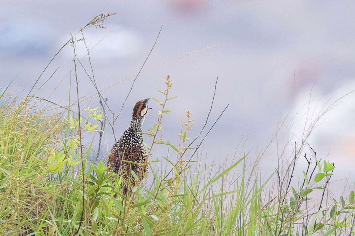 Chinese Francolin - ML636767545
