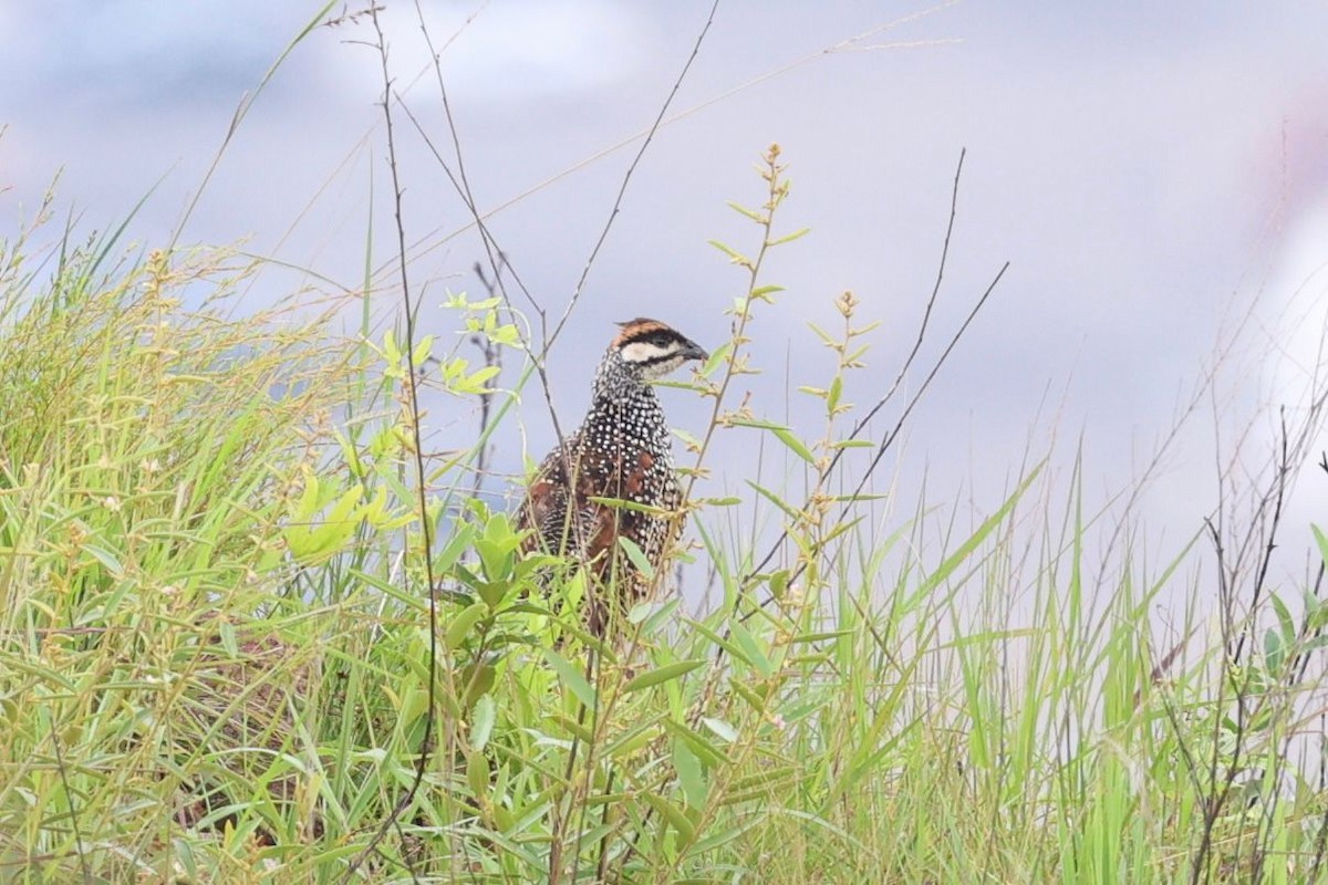 Chinese Francolin - ML636767546