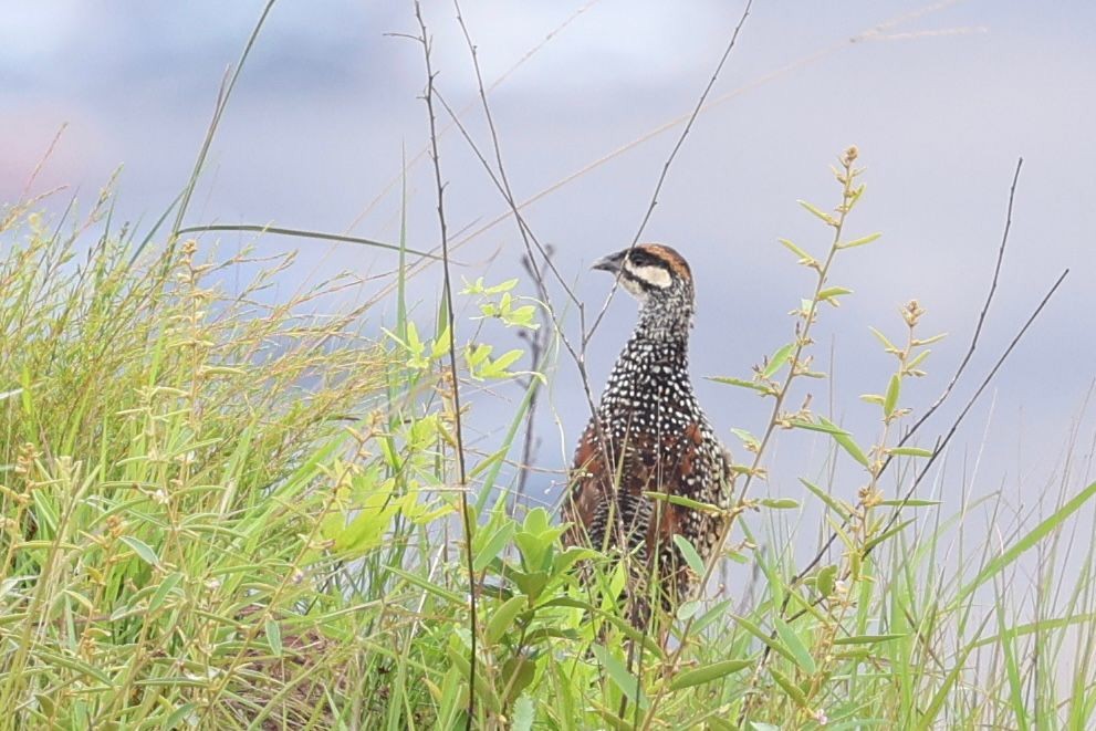 Chinese Francolin - ML636767547