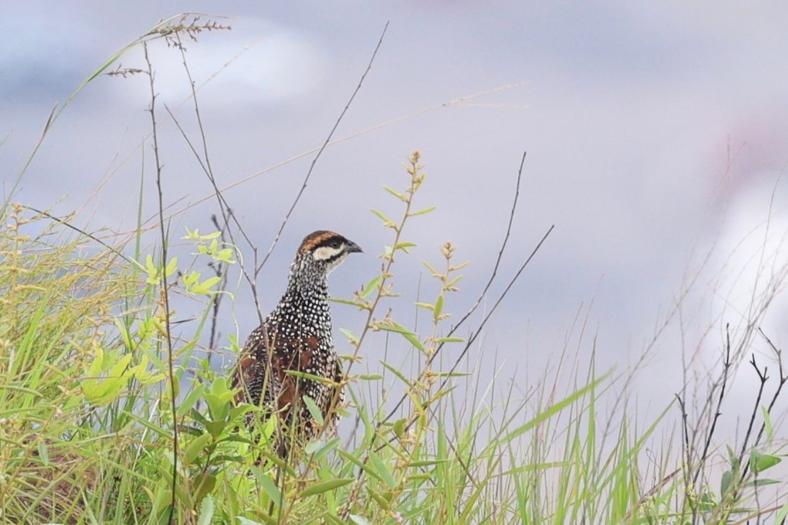 Chinese Francolin - ML636767548