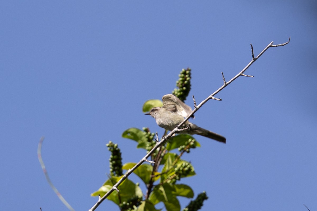 Crowned Slaty Flycatcher - ML636767560