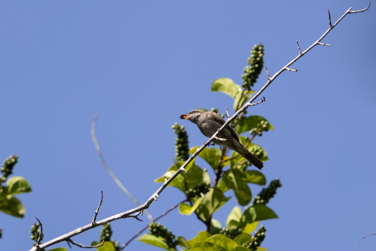 Crowned Slaty Flycatcher - ML636767563