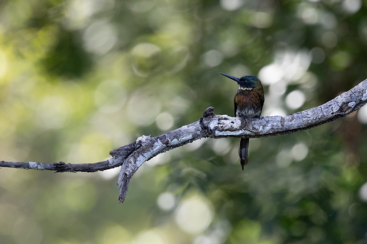 Bronzy Jacamar - ML636767615