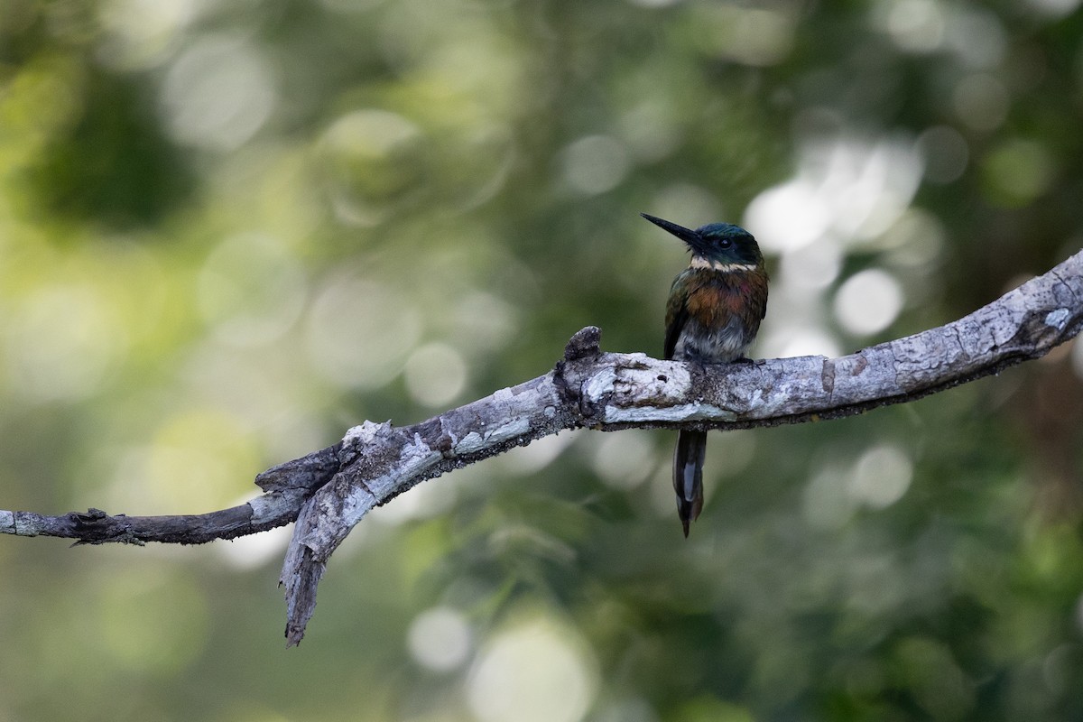 Bronzy Jacamar - ML636767617