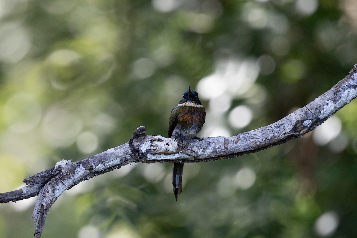 Bronzy Jacamar - ML636767661