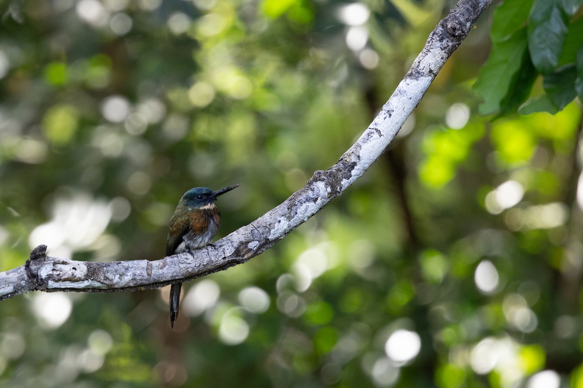 Bronzy Jacamar - ML636767667