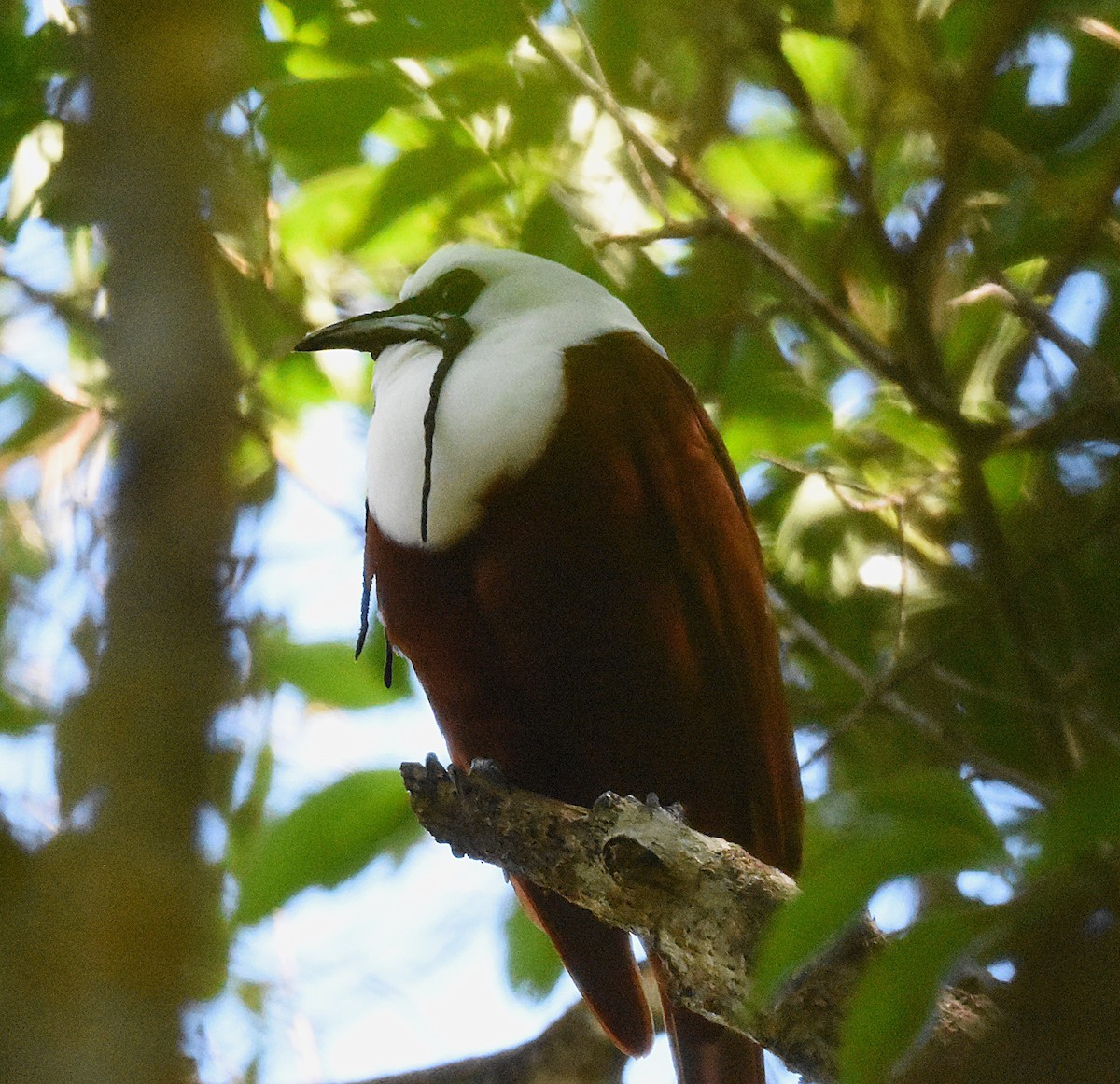 Three-wattled Bellbird - ML636767730