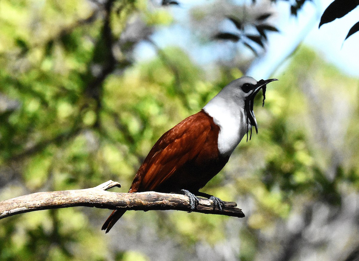 Three-wattled Bellbird - ML636767756