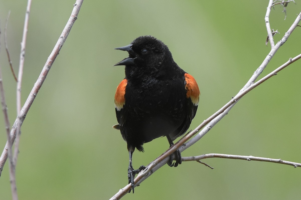 Red-winged Blackbird - ML636767823