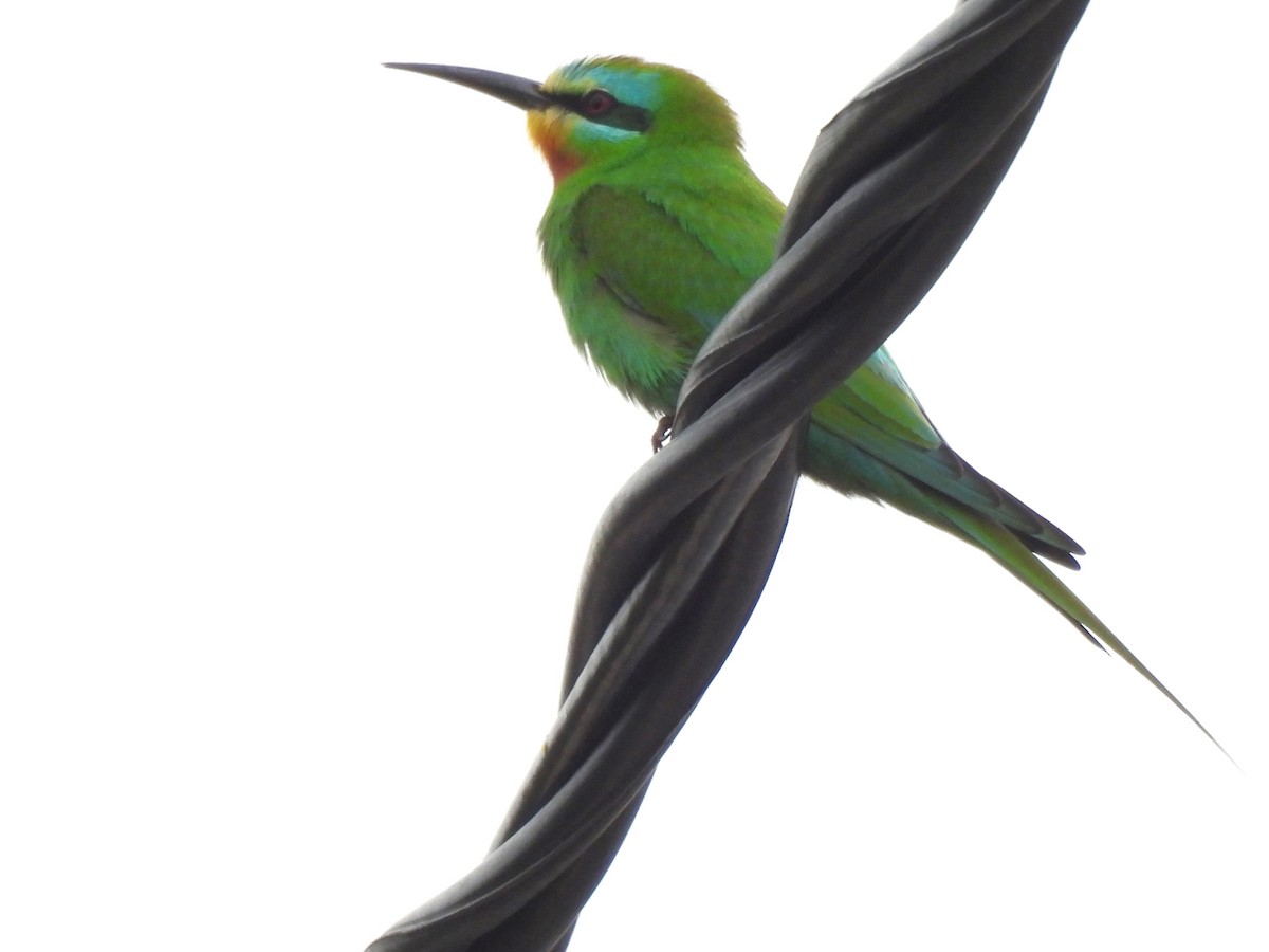 Blue-cheeked Bee-eater - ML636767889