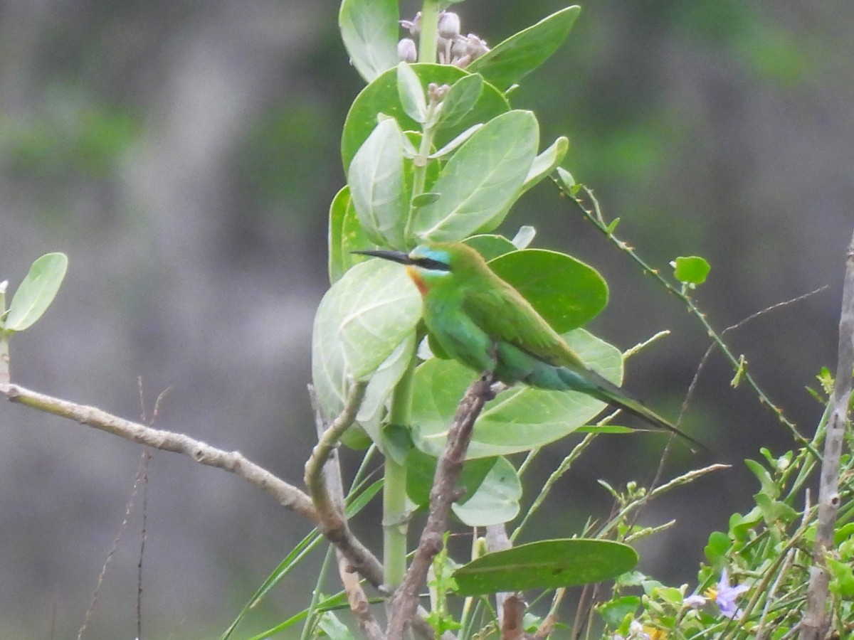 Blue-cheeked Bee-eater - ML636767890