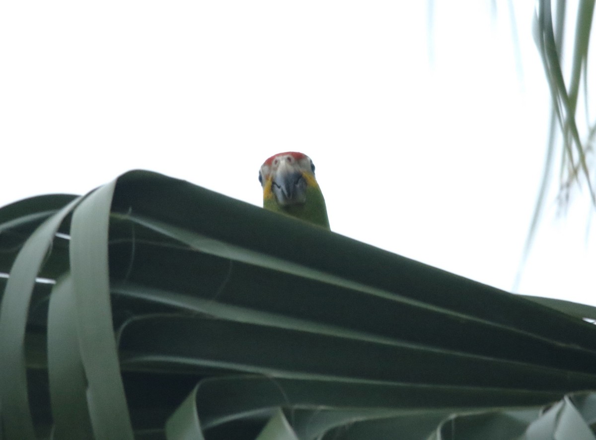 Red-lored Amazon - ML636767919