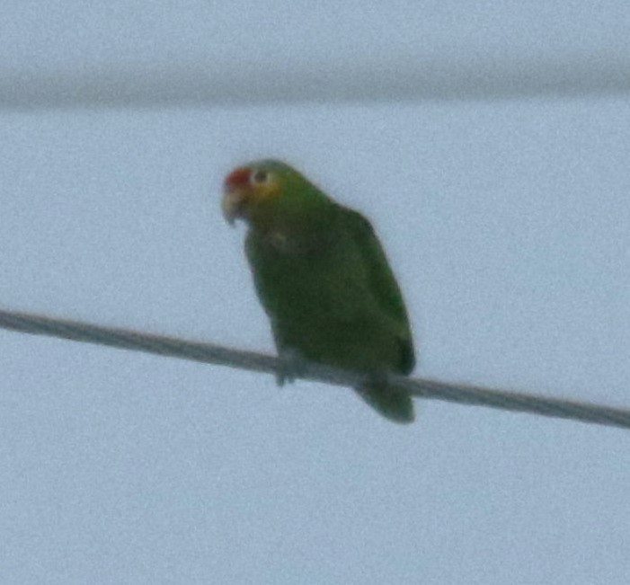 Red-lored Amazon - ML636767920