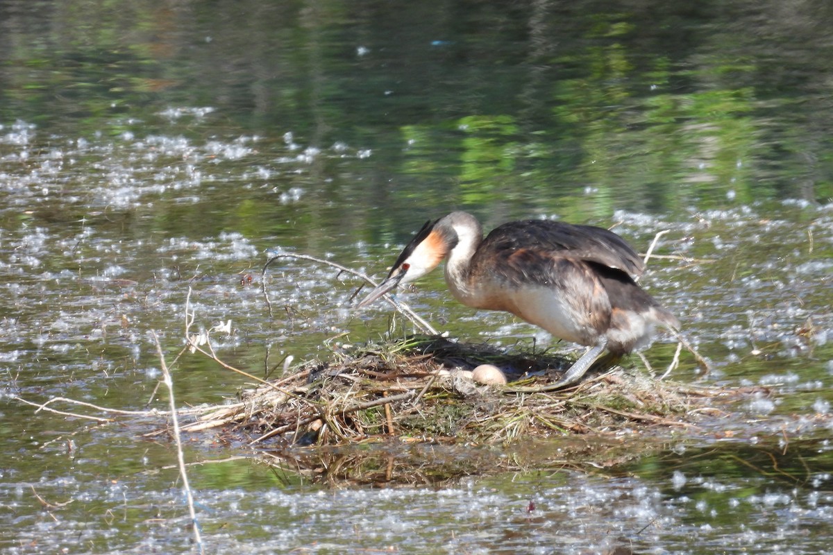 Great Crested Grebe - ML636767954