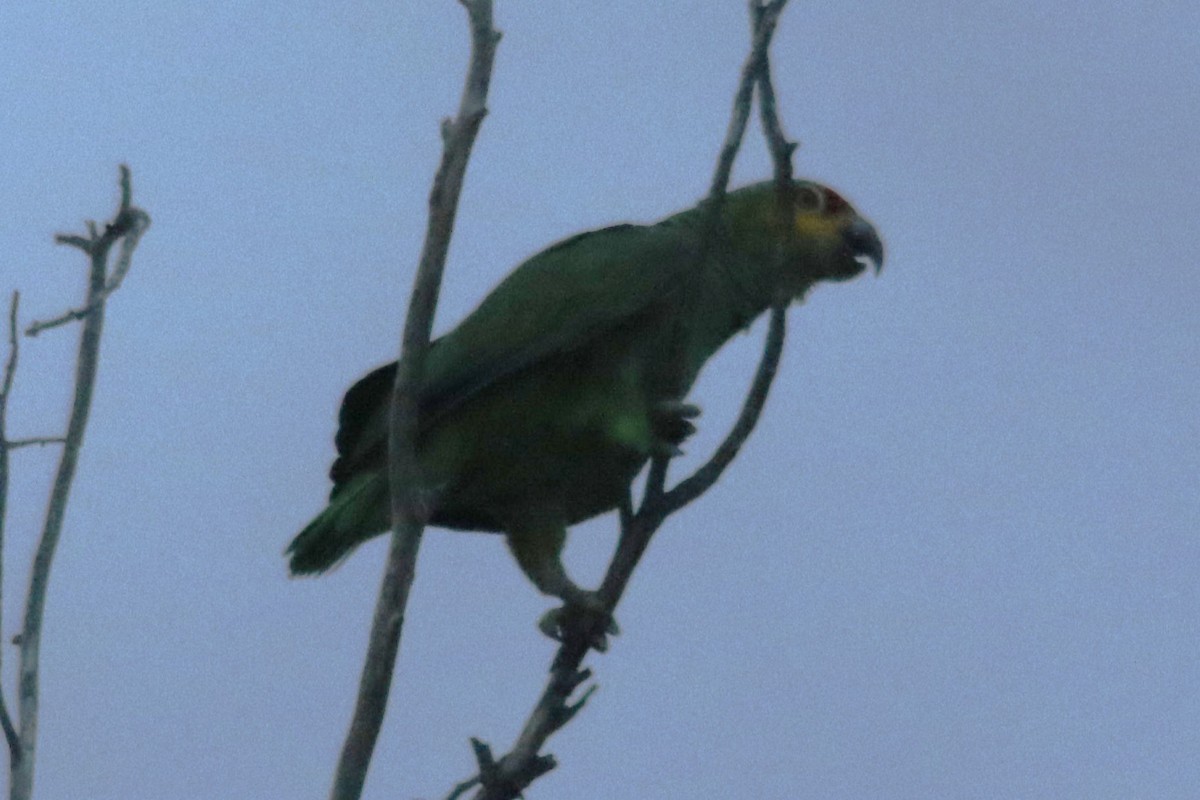 Red-lored Amazon - ML636767964