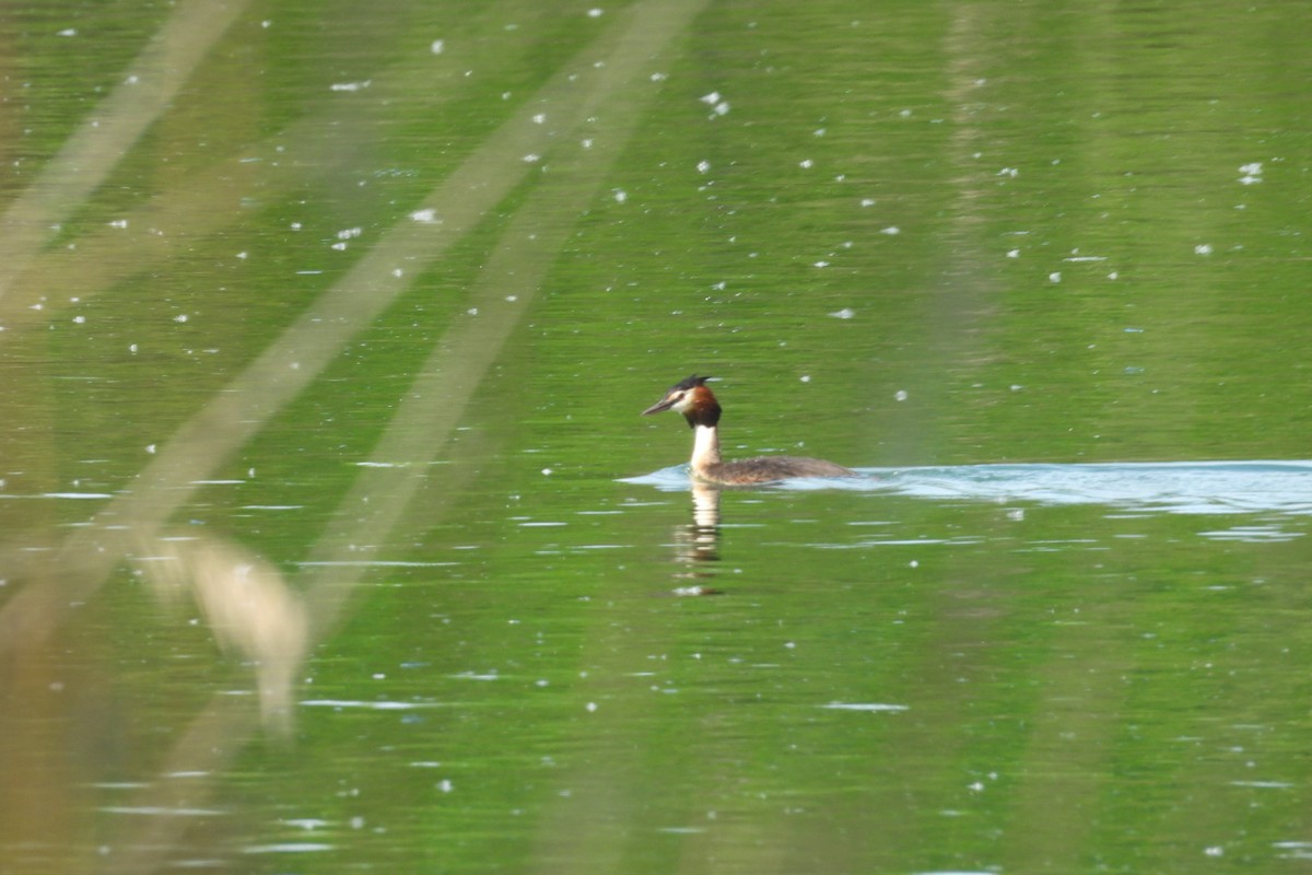 Great Crested Grebe - ML636767972