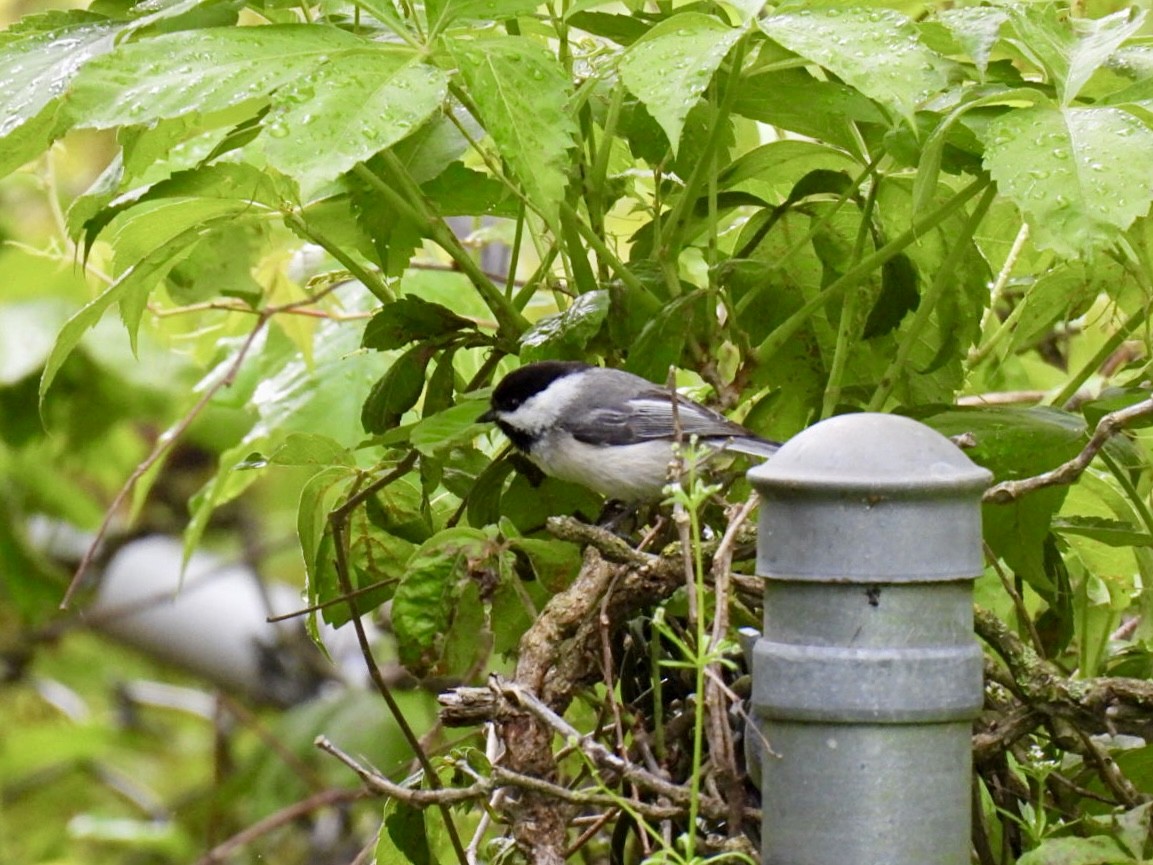 Black-capped Chickadee - ML636767994