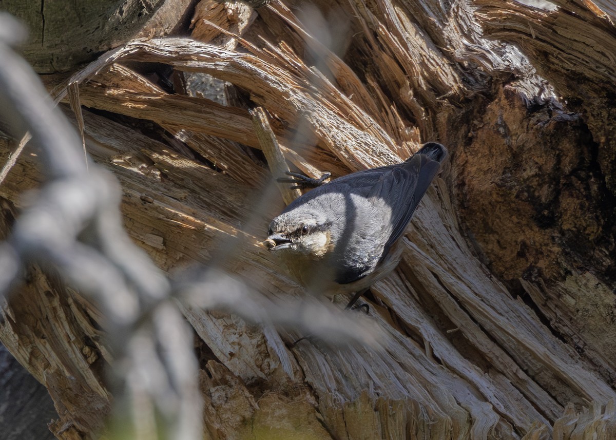 Eurasian Nuthatch (Western) - ML636768029