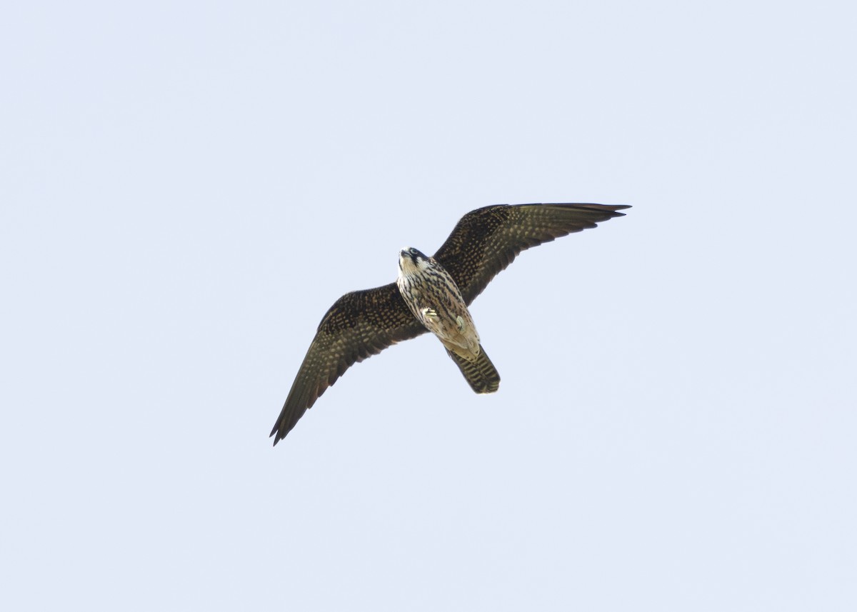 Eleonorenfalke - ML636768039