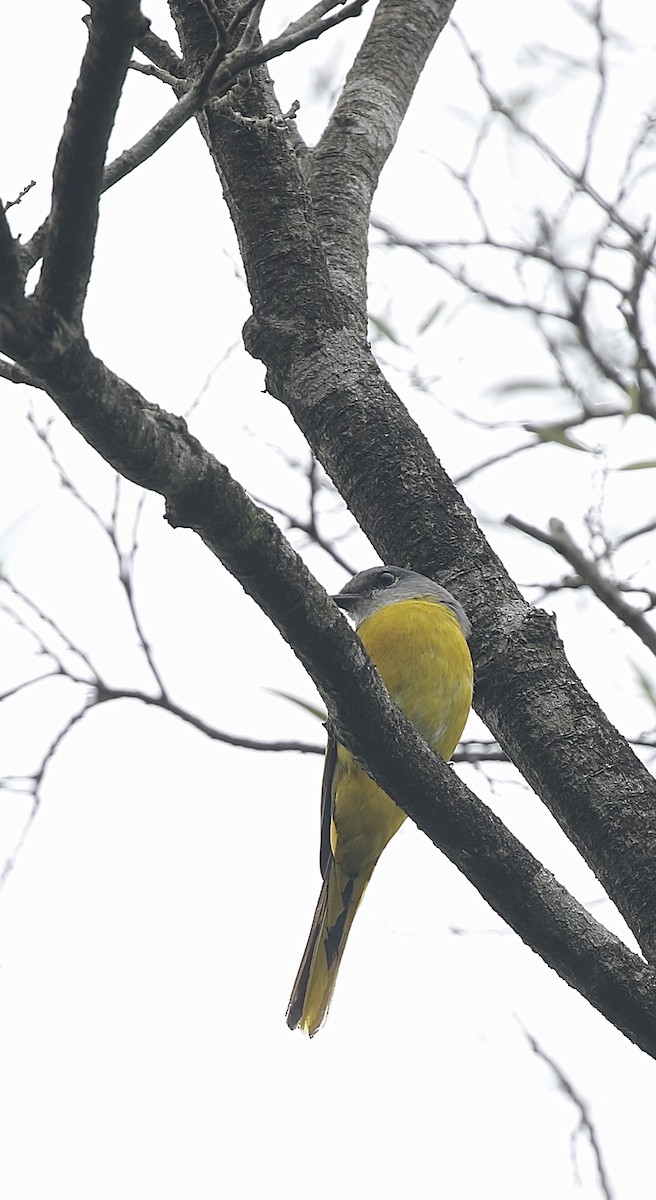 Minivet Gorjigrís - ML636768064