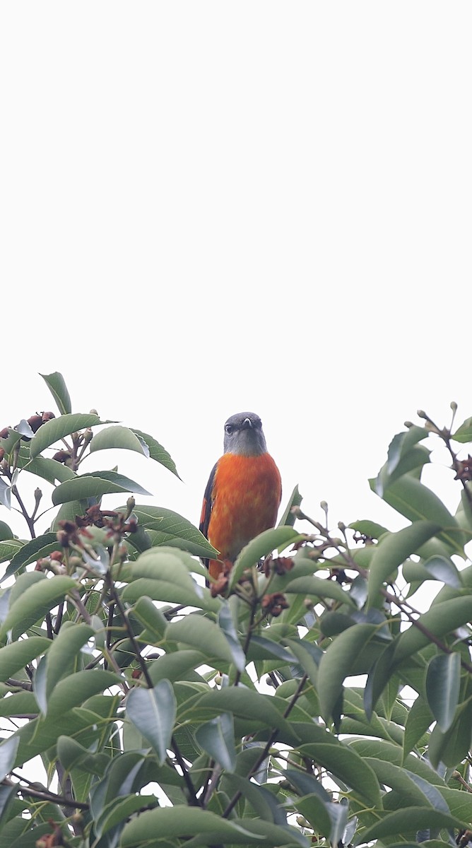 Minivet Gorjigrís - ML636768065
