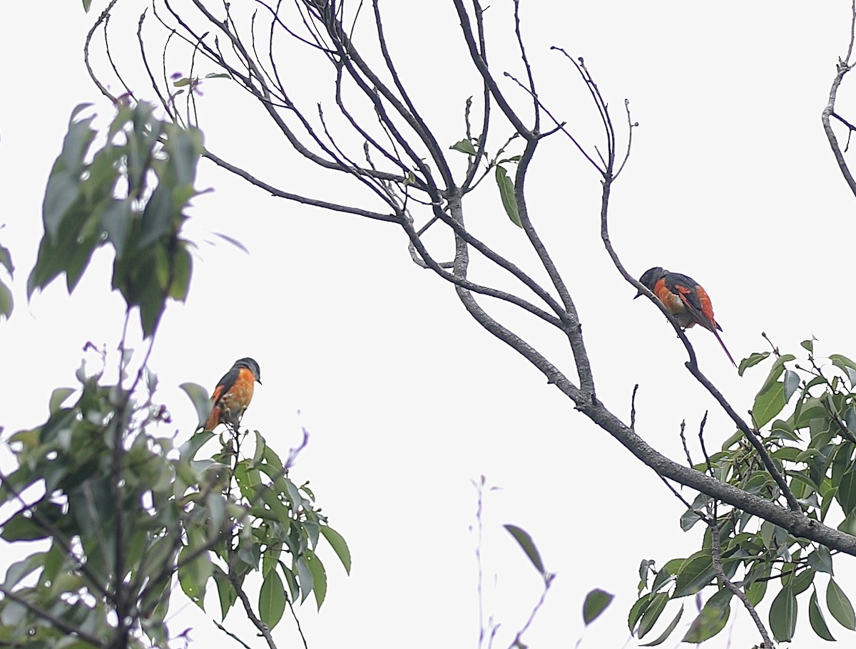 Minivet Gorjigrís - ML636768066
