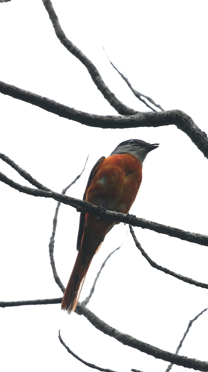Minivet Gorjigrís - ML636768067