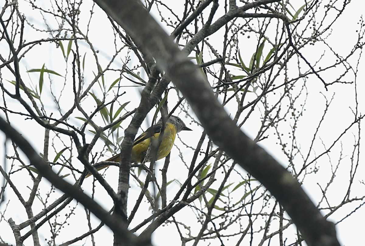 Minivet Gorjigrís - ML636768068
