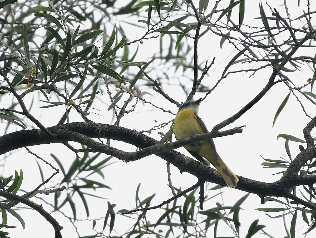 Minivet Gorjigrís - ML636768069