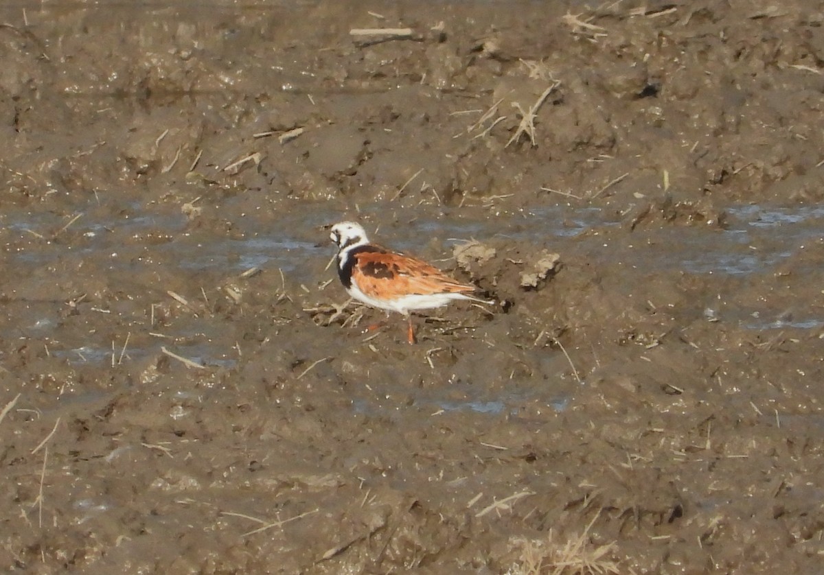 Taşçeviren - ML636768071