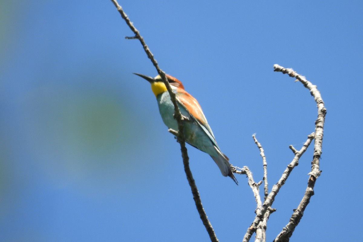 European Bee-eater - ML636768209